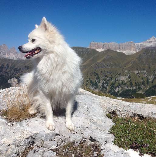 Hotel 4 stelle a Canazei Dolomiti!
